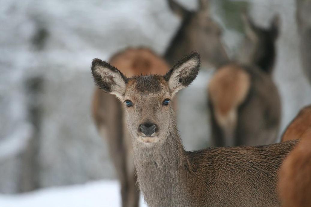 Gite Le Cerf Pantin Saint-Hubert Exterior photo